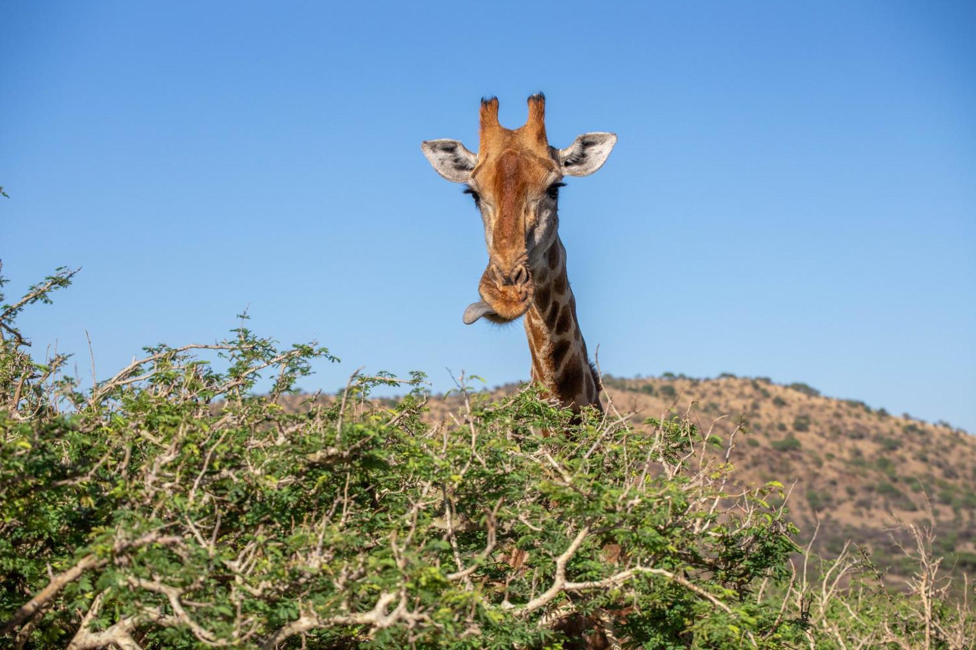 Windhoek Game Camp Lafrenz Township Ngoại thất bức ảnh