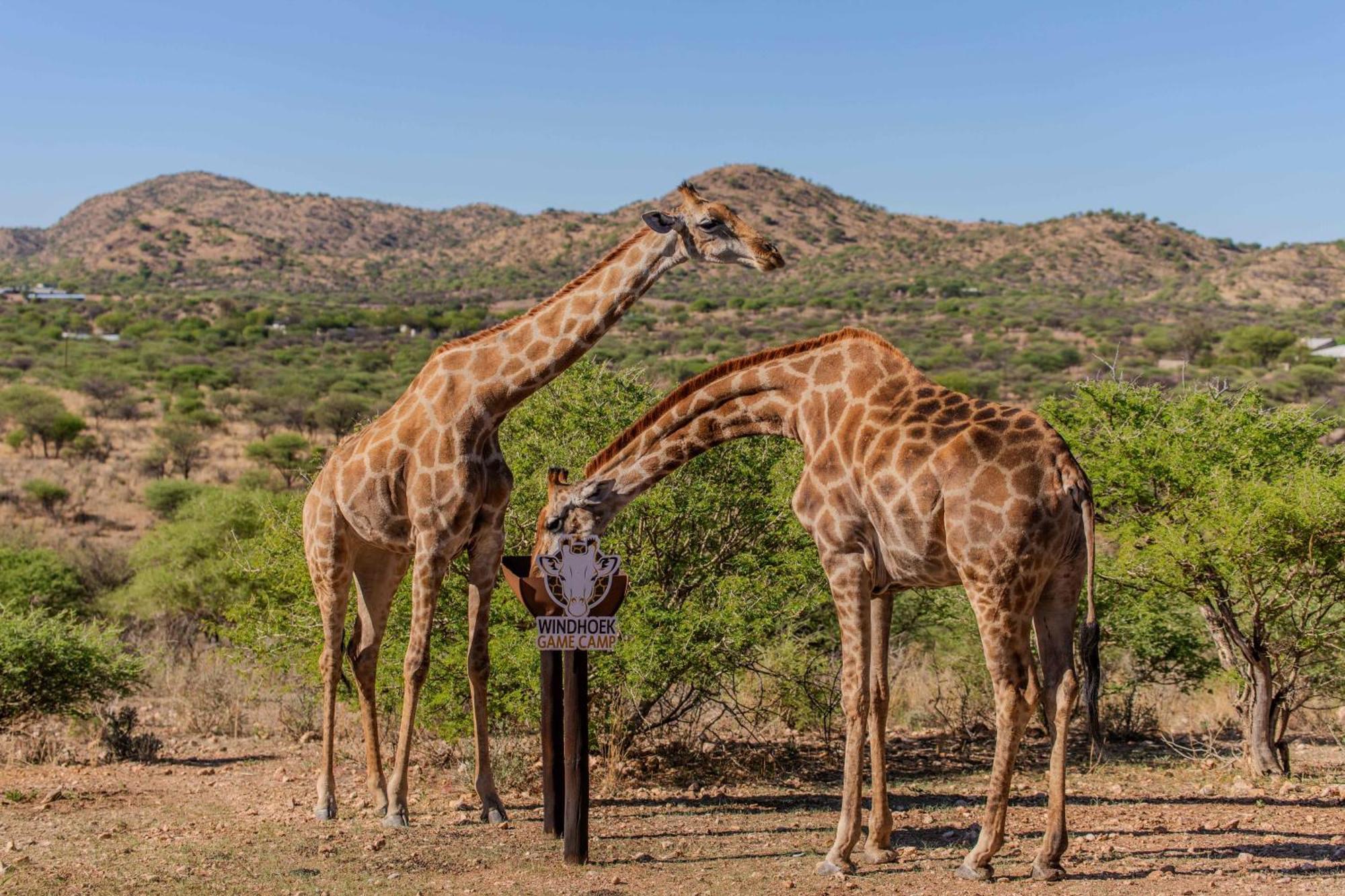 Windhoek Game Camp Lafrenz Township Ngoại thất bức ảnh