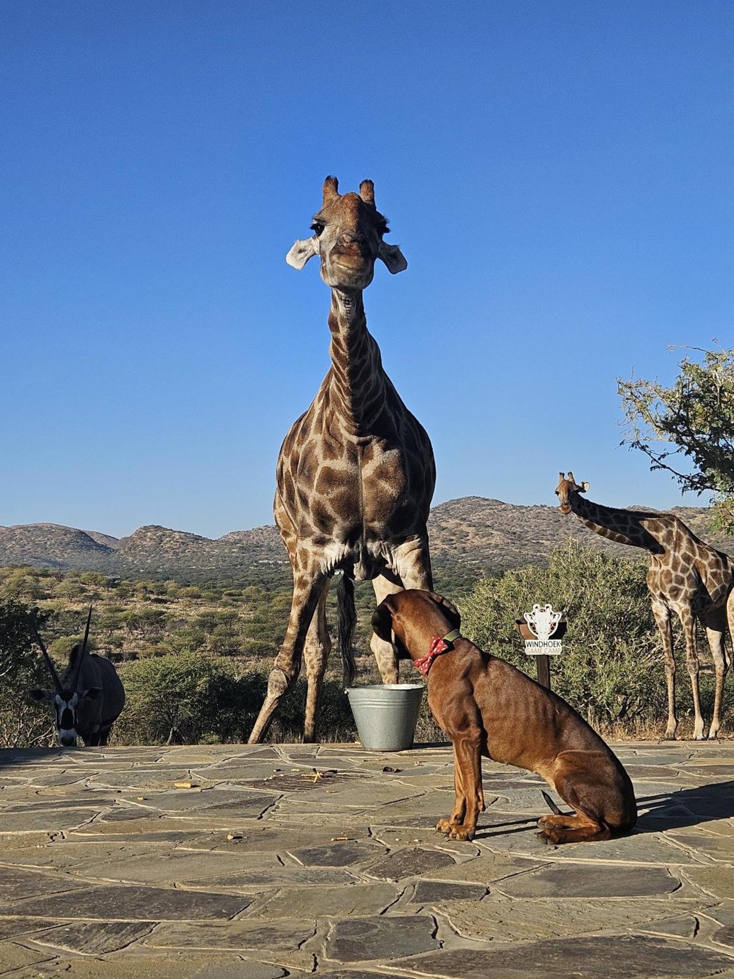 Windhoek Game Camp Lafrenz Township Ngoại thất bức ảnh